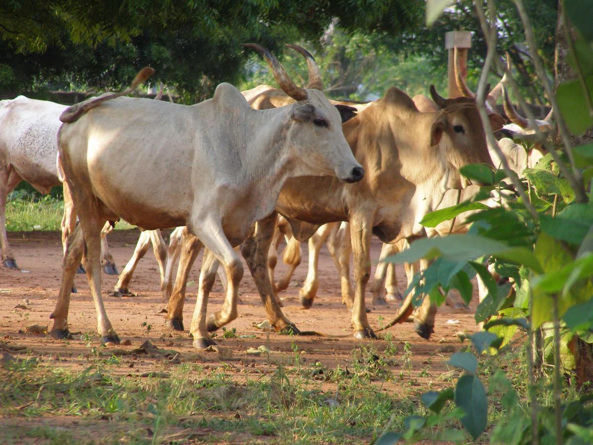 Abomey Chez Sabine Bed & Breakfast エクステリア 写真